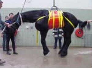 Paardenbroek